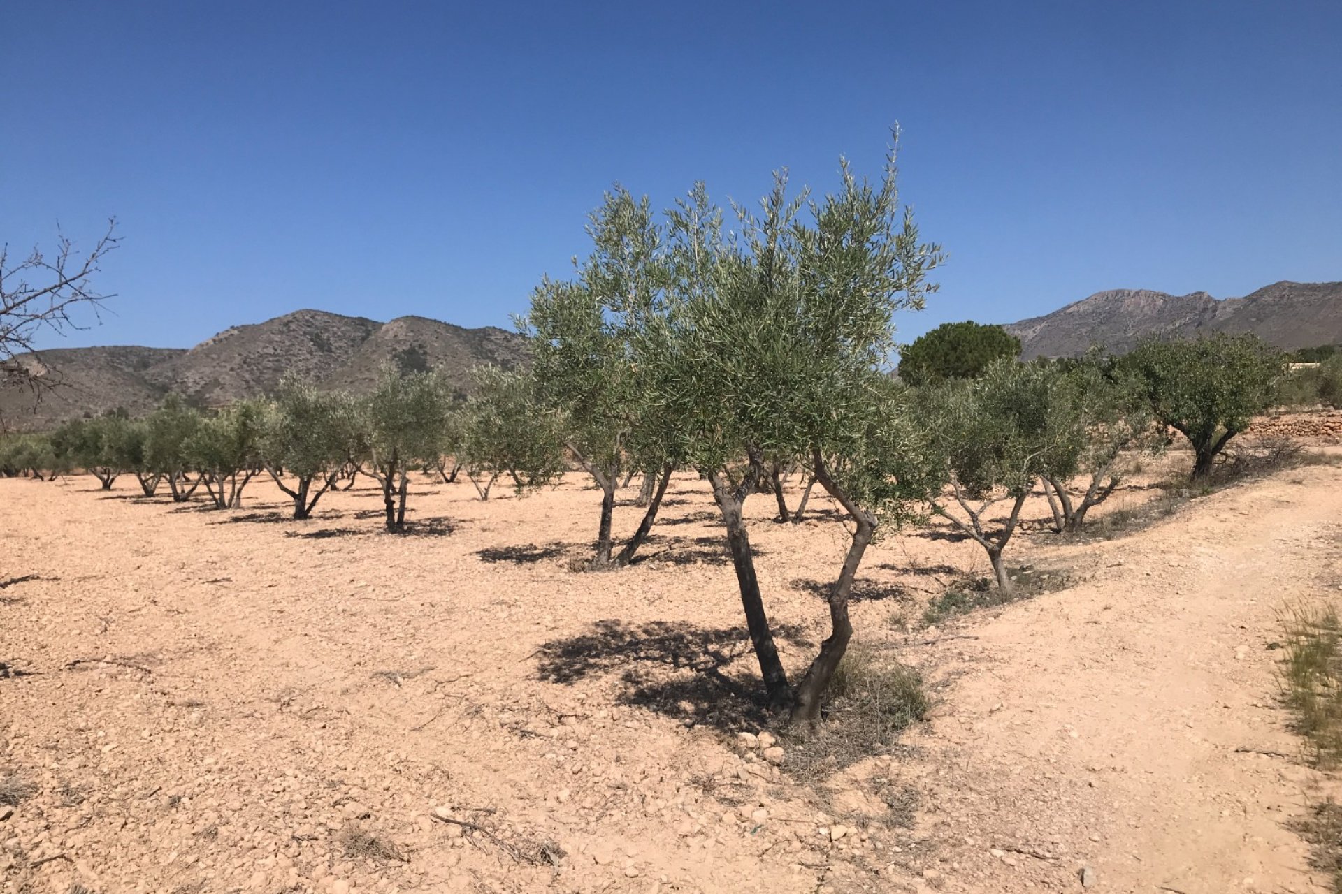 Herverkoop - Country House - Hondón de las Nieves - LA CANALOSA